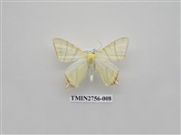 藏品(尺蛾325)的圖片